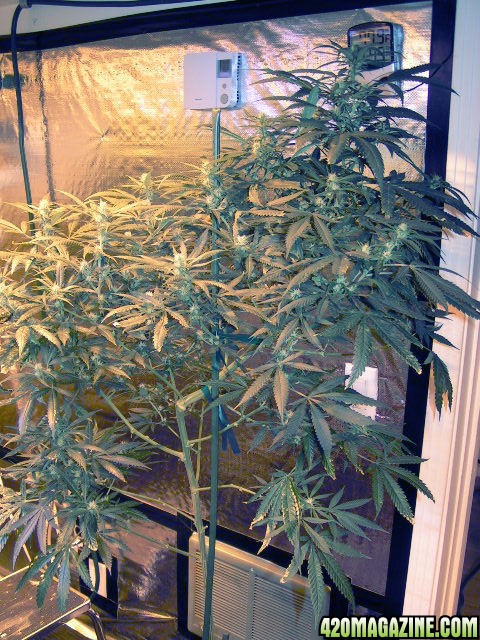 slh_flower_day17.jpg