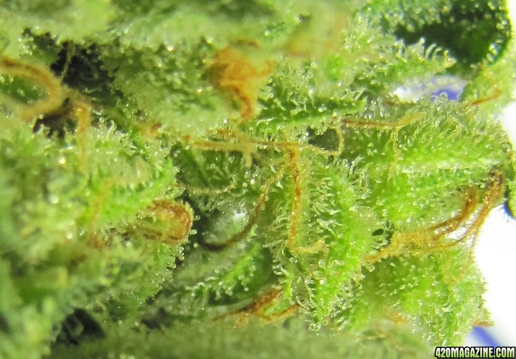 slh_trichome.JPG