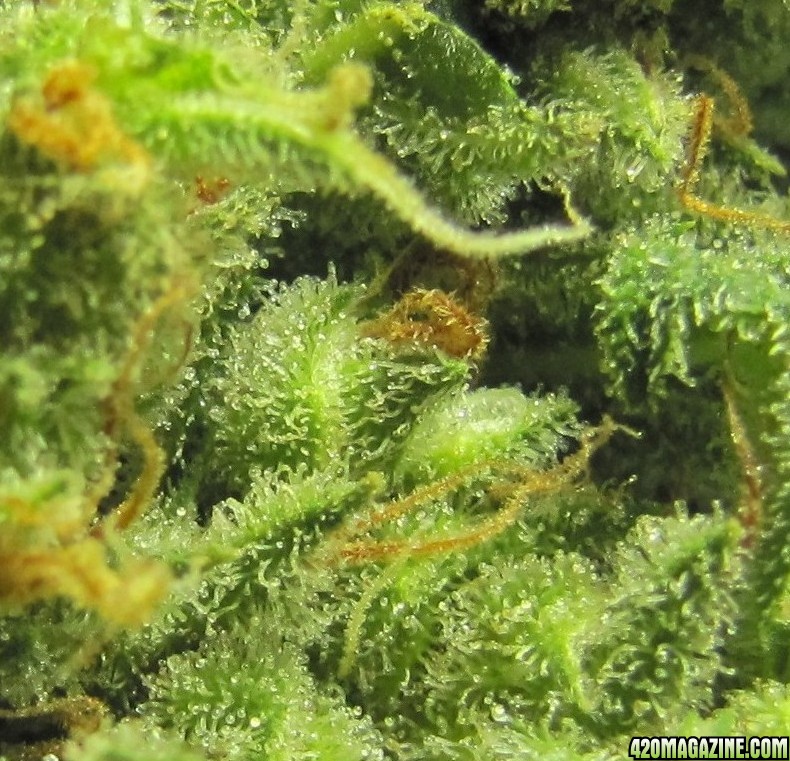 slh_trichome_2_.JPG