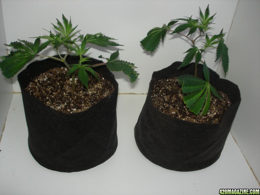 smart_pot_006.jpg