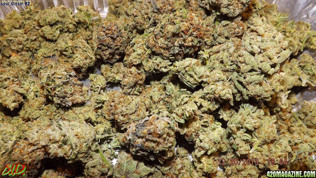 sour_diesel_211.jpg