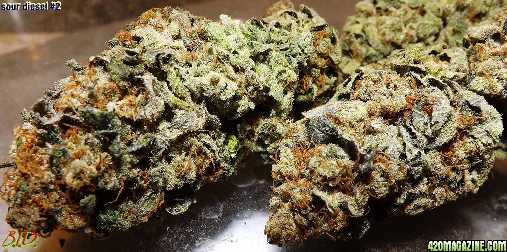 sour_diesel_2_1_1.jpg