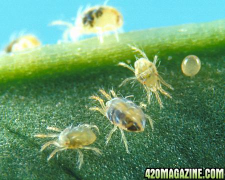 spider_mites1.jpg