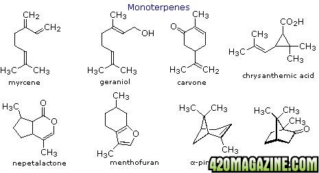 terpenes1.JPG