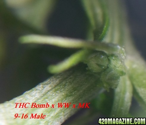 thc_B_x_ww_x_mk_1.jpg