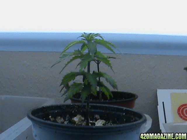 theSeedlingsHaveGrown-07.jpg