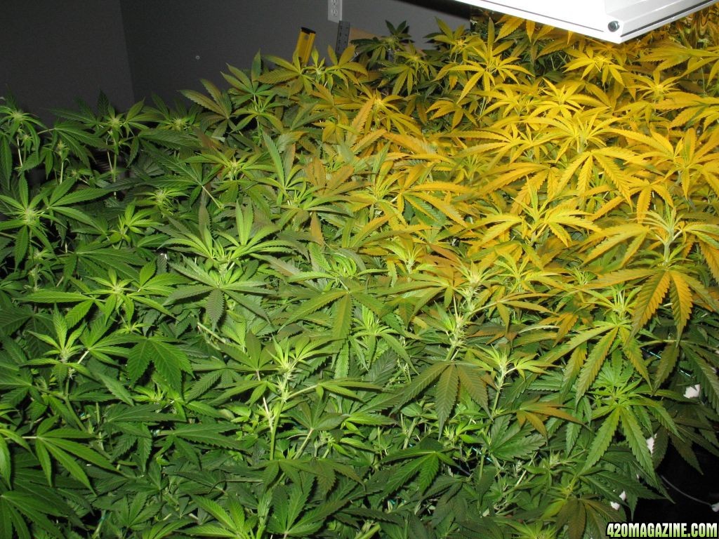 top_o_Barneys_scrog_1st_wk_of_flower.jpg