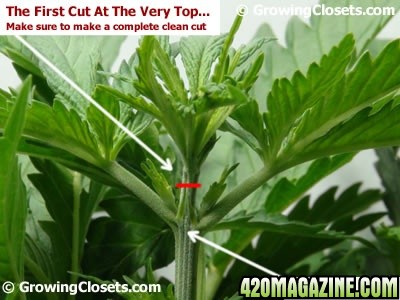 should I top my plant? 420 Magazine