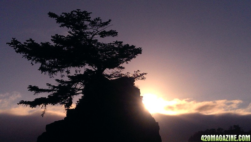 tree-beach-sunset.jpg