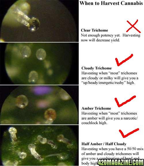 trichome1.jpg