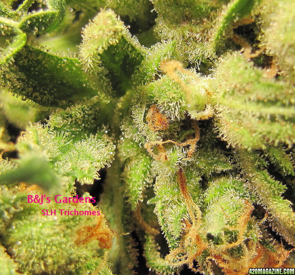 trichomes-slh.jpg