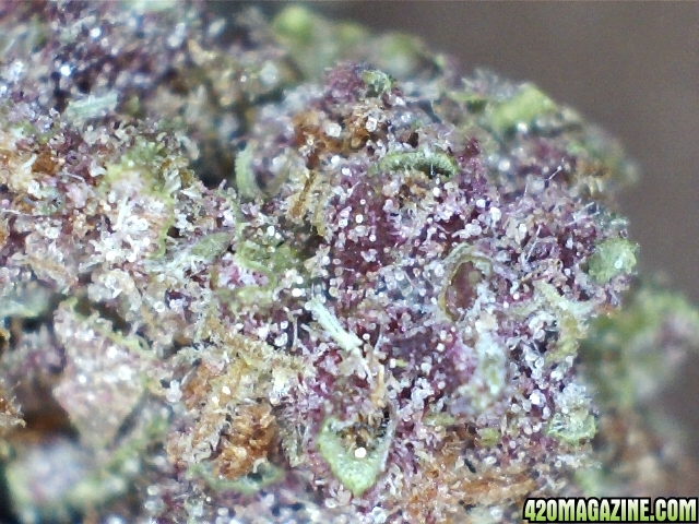 trichomes7.jpg