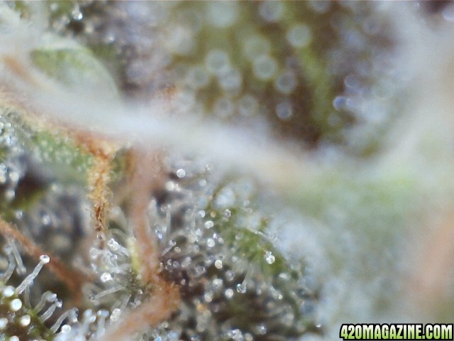 trichomes_05_24_2015_pic1.jpg