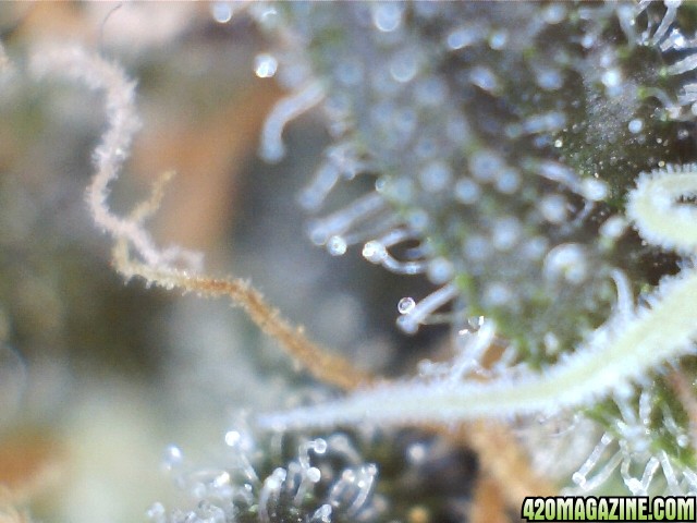 trichomes_05_24_2015_pic1_middle.jpg