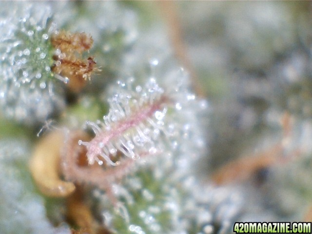 trichomes_05_24_2015_pic1_right.jpg