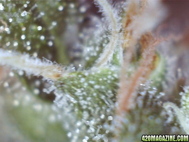 trichomes_05_24_2015_pic2.jpg