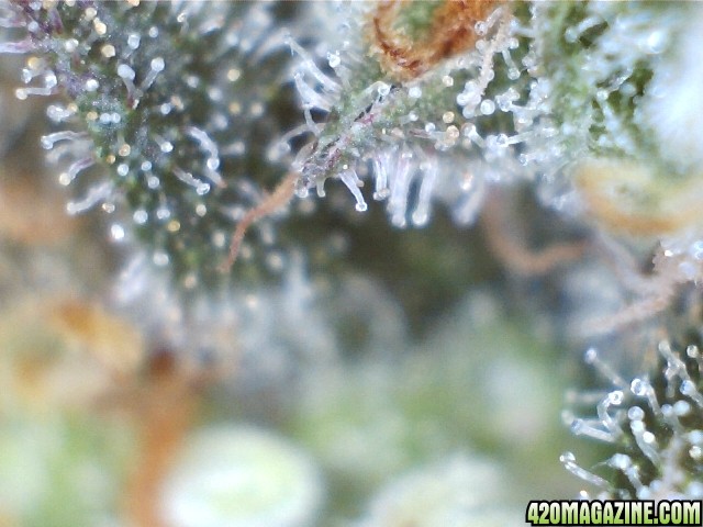 trichomes_05_24_2015_pic2_middle.jpg