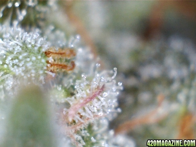 trichomes_05_24_2015_pic2_right.jpg