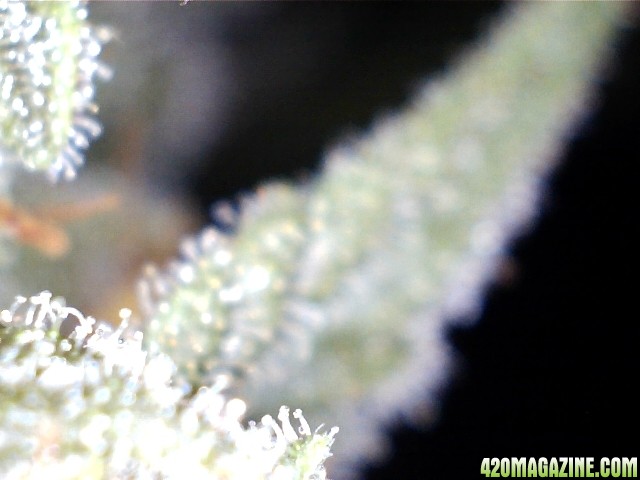 trichomes_05_24_2015_pic3_right.jpg