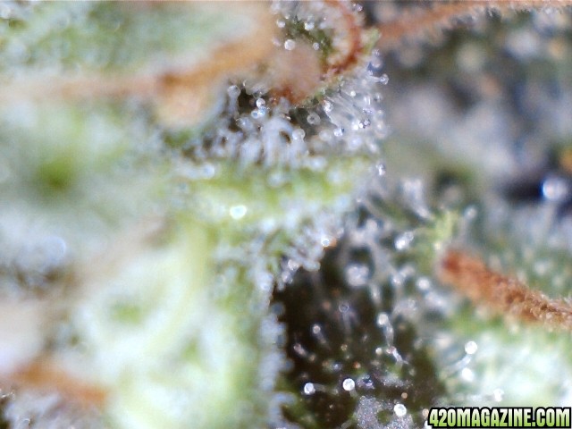 trichomes_05_24_2015_pic4.jpg