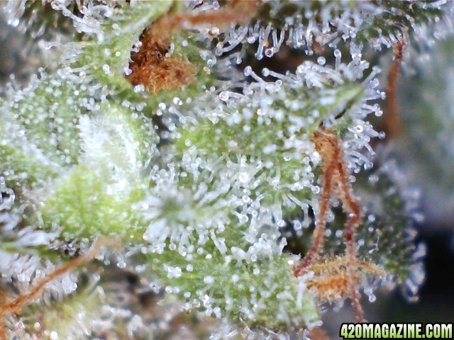 trichomes_05_24_2015_pic4_right.jpg