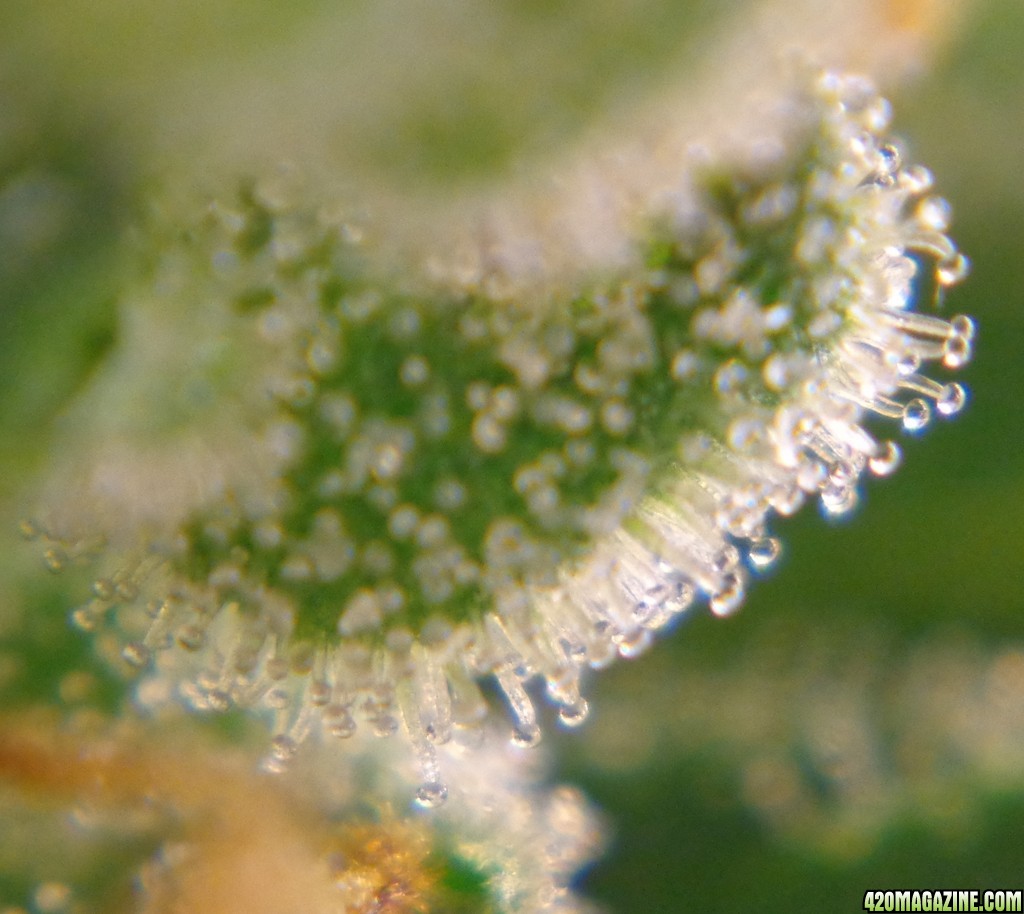 trichomes_12-26-13_1.jpg