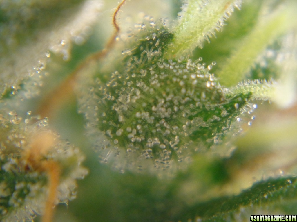 trichomes_12-26-13_3.jpg