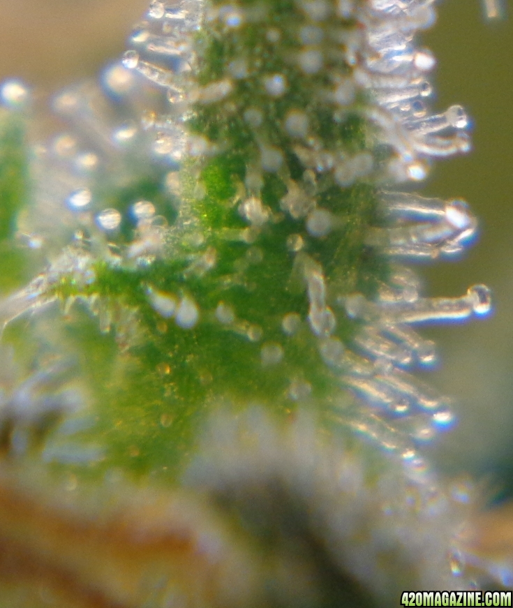 trichomes_12-26-13_4.jpg