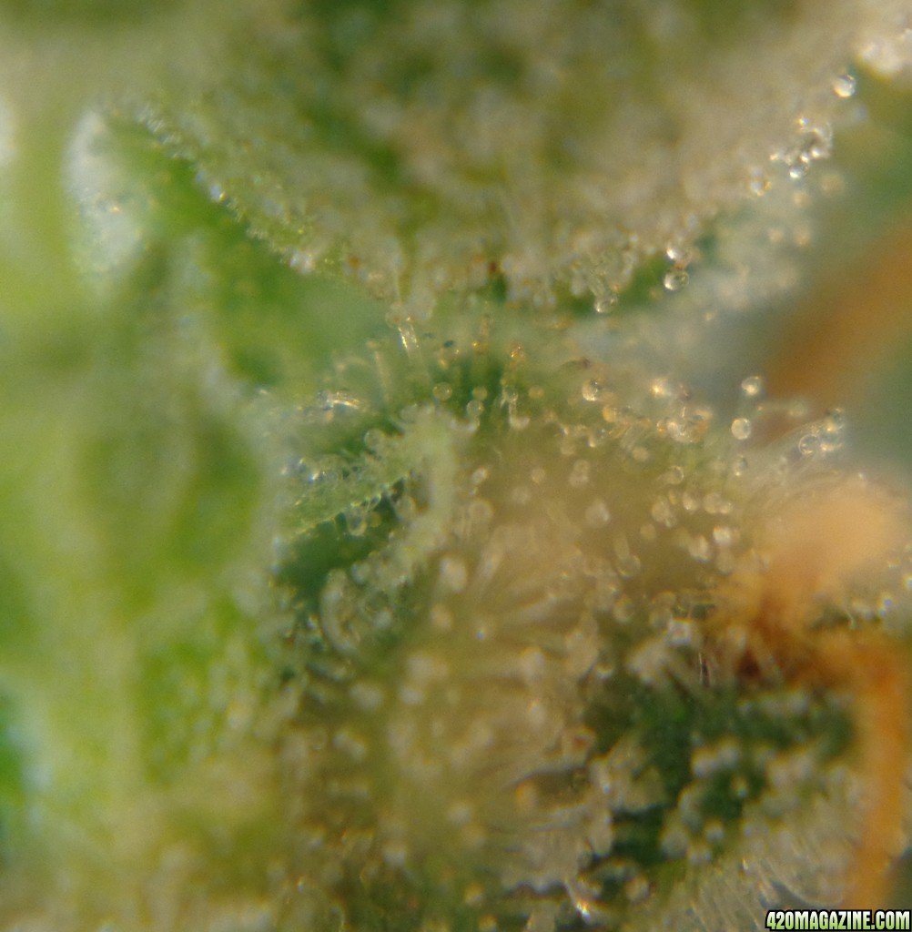 trichomes_12-26-13_5.jpg