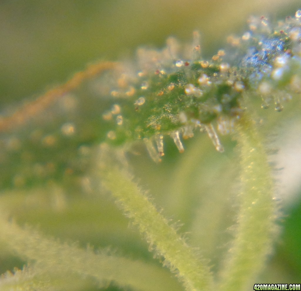 trichomes_12-26-13_6.jpg