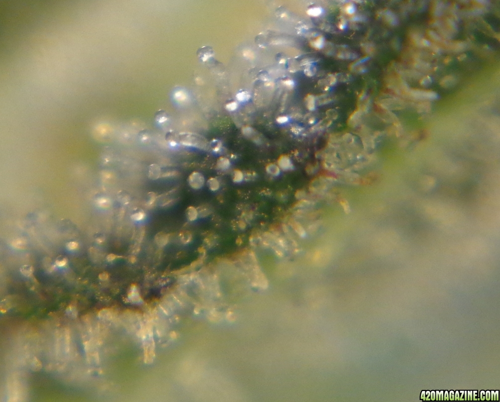 trichomes_12-26-6.jpg