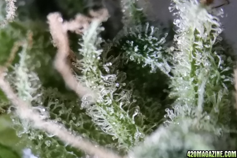 trichs162.jpg