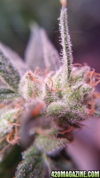 trichs_111.jpg