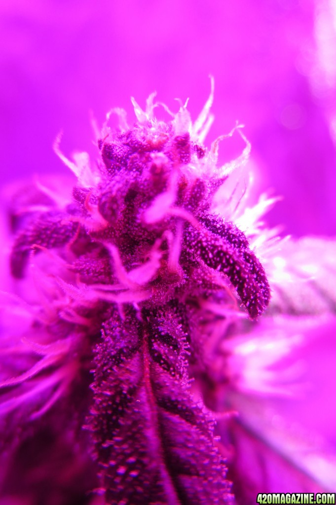 trichs_12.jpg