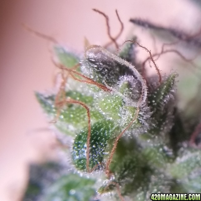 trichs_13.jpg