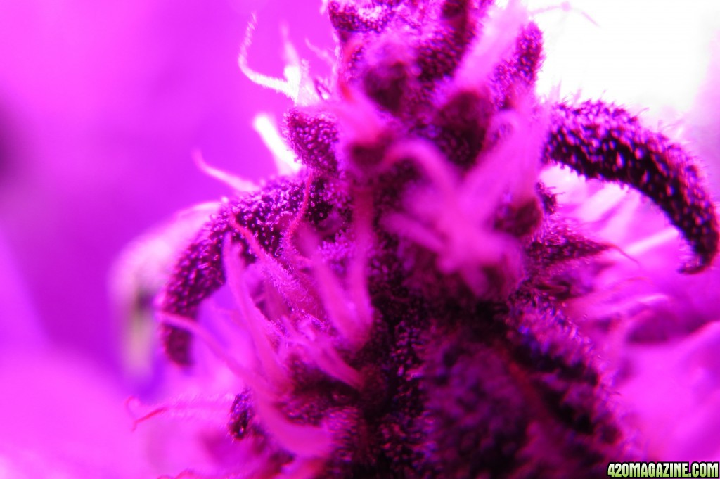 trichs_26.jpg