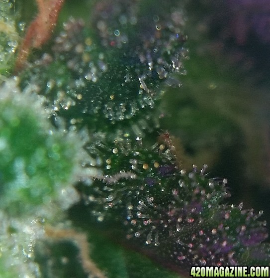 trichs_28.jpg