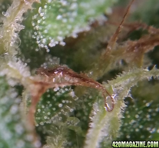 trichs_32.jpg