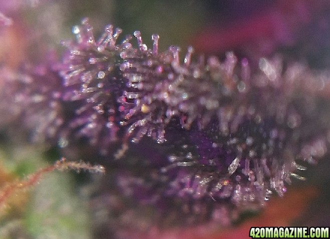 trichs_33.jpg