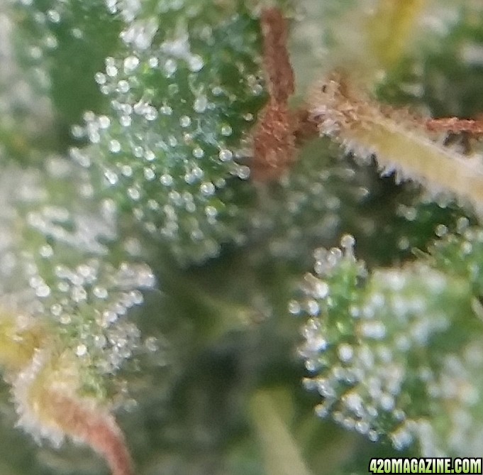 trichs_42.jpg