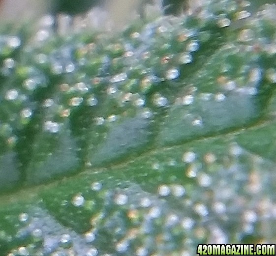 trichs_52.jpg