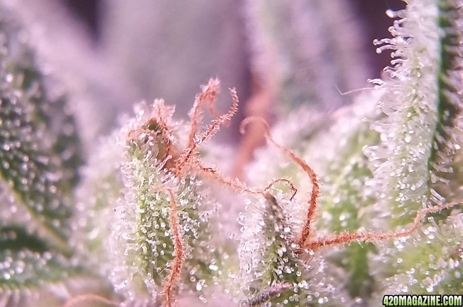 trichs_6.jpg