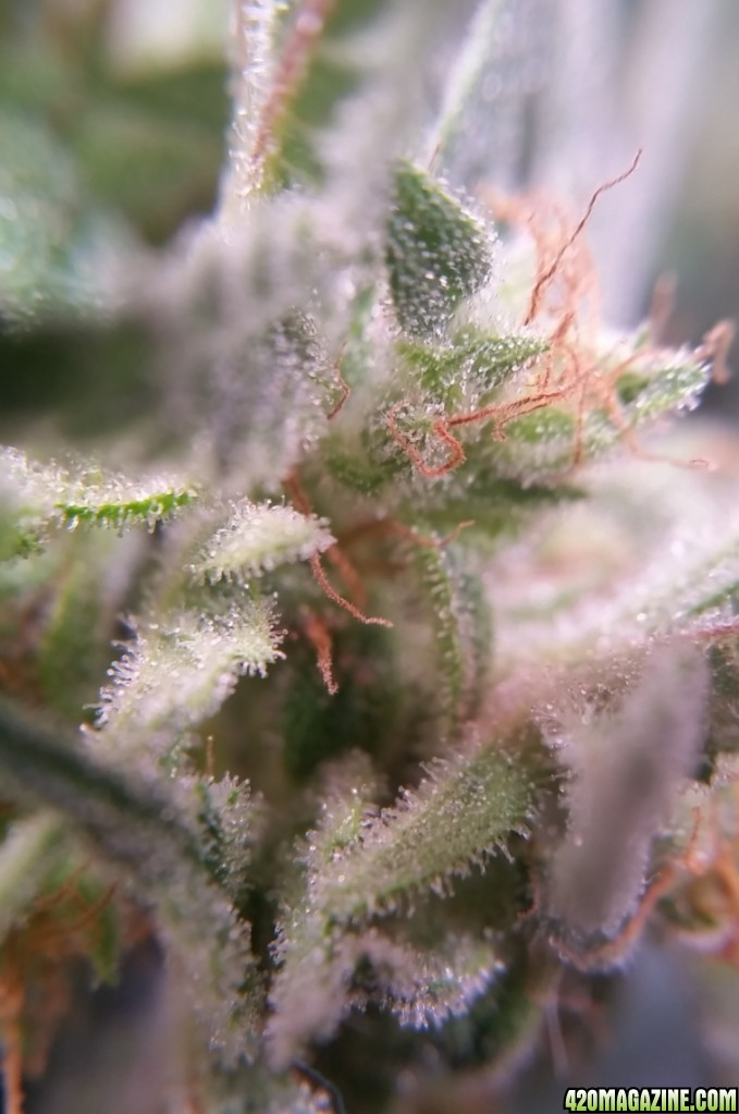 trichs_7.jpg