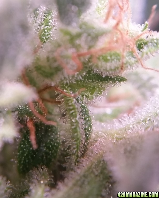 trichs_8.jpg