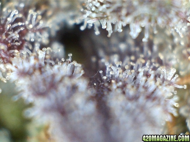 trichs_chemdawg_the_purps_1.jpg