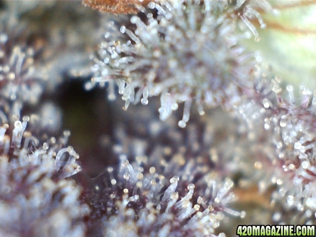 trichs_chemdawg_the_purps_2.jpg
