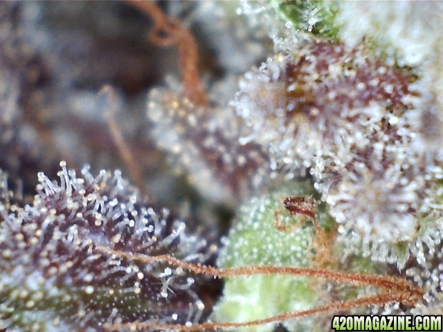 trichs_chemdawg_the_purps_4.jpg
