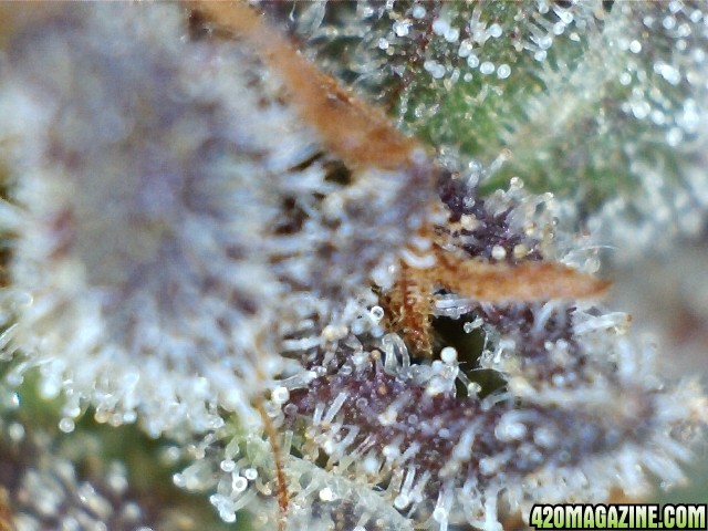 trichs_chemdawg_the_purps_5.jpg