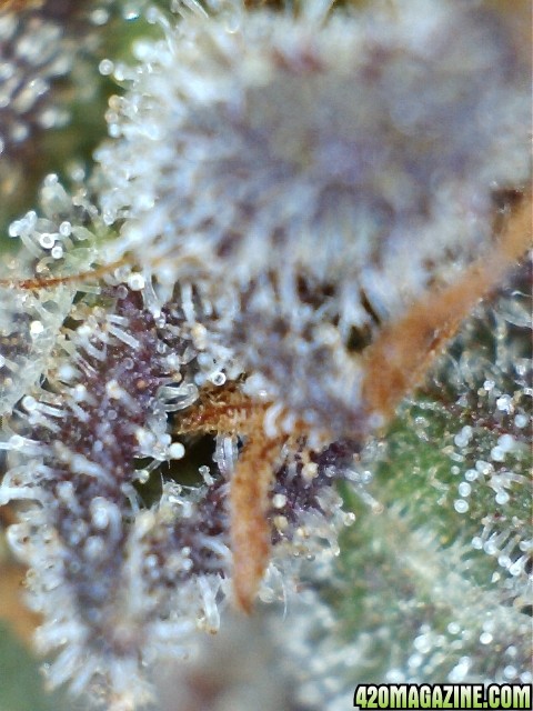 trichs_chemdawg_the_purps_6.jpg