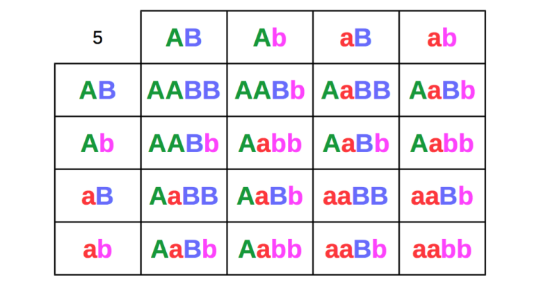 two-recessive-trait-breeding-punett-table-1-768x416.png